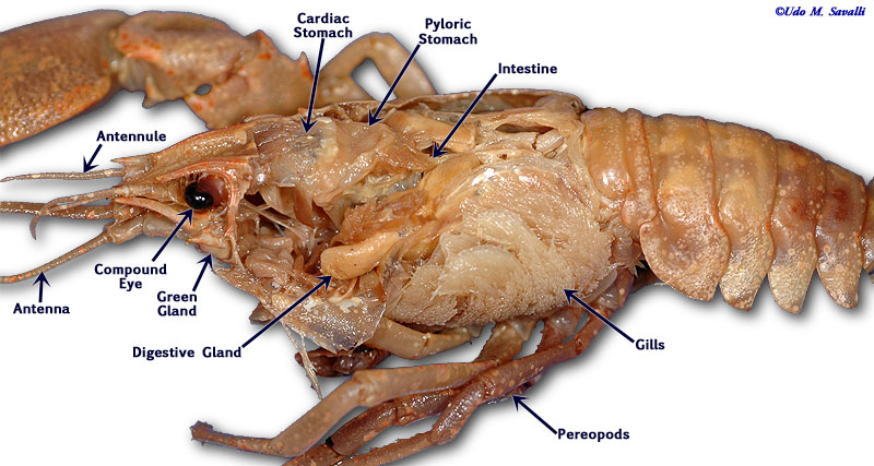 Crayfish Dissection - Dane's Portfolio